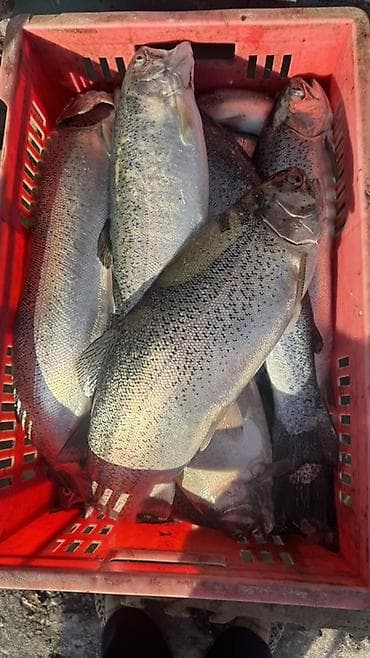 голубцы замороженные купить: Свежемороженная красная форель. - Целая рыба и стейки, аккуратно — 5