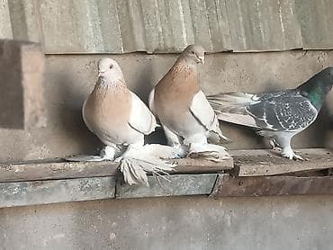 Ветеринар кызматы: Тасманы, пара голубь и голубка! Начинают играть очень хорошие.Пара — 4