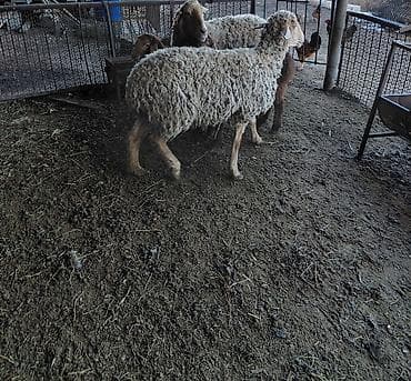 животных: Продаю | Овца (самка) | Для разведения — 6