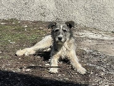 шинки алабай: Собака даром: 7 месяцев, Самец — 3