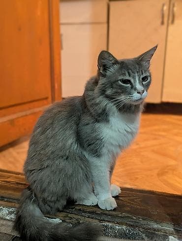 Мышыктар: 3 жаш, Ургаачы, Лотокко барууга үйрөтүлгөн, Курттардан тазаланган, Эмделген — 2