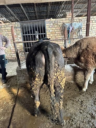 музо ангус: Продаю | Музоо, торпок | Абердин-ангус | На откорм | Не стельные — 2