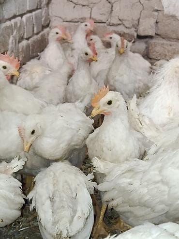 кой кисар: Продаю | Куры | Бройлерная | На забой — 3