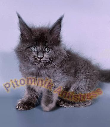 тара для мёда: Питомник Antistress предлагает котёнка породы мейн-кун — 8