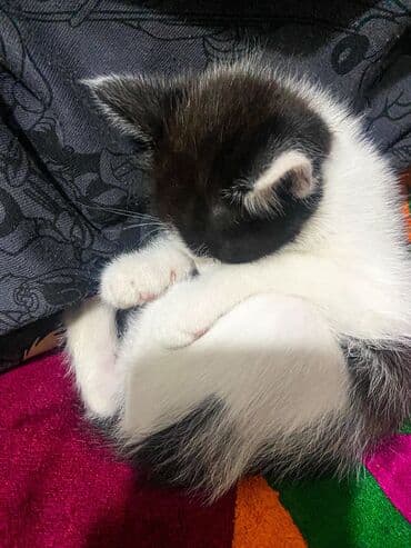 африканские сом малек: Кошка даром: Беспородная, 1 месяц, Мальчик, Метис — 7