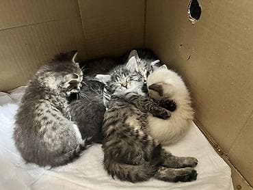 Продажа кошек: Котята, помёт разноокрашенный. - Возраст: примерно 4–6 недель (на — 7