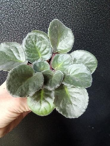 глоксини: Продаю молодые фиалочки 🌺🌿🌺 По всем вопросам обращайтесь по телефону — 9