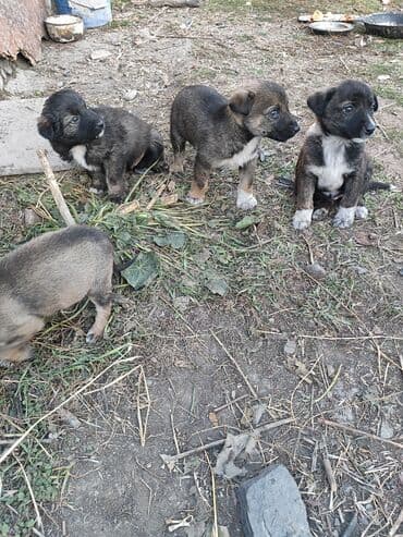 чихуахуа цены: Щенки метисы среднего размера. Будут хорошие охранники - На фото — — 2
