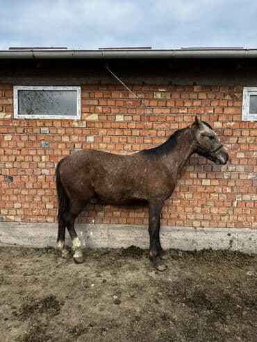 рынок собак в бишкеке: Продаю | Жеребенок | Рабочий, Конный спорт — 4