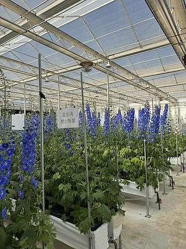 Бакча эмереги: Көчөттөр гүлдүн — 2