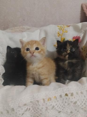 Продажа кошек: Котята домашние, короткошёрстные. Помёт из трёх малышей: - чёрный — — 2