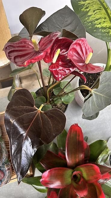 Бөлмө өсүмдүктөрү: Антуриум (Anthurium) с темно-бордовыми, почти черными сердцевидными — 3