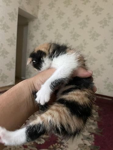 клариевый сом: Котята с вислыми ушками, домашние. Окрас разный: - черно-белые — 6