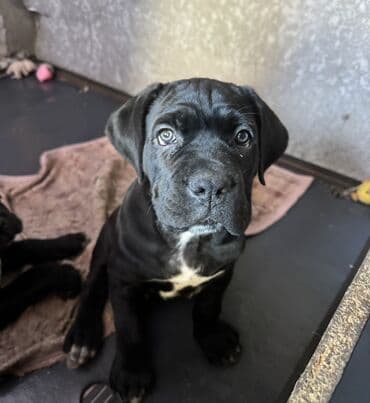 цена французский бульдог: Кане-корсо, 2 месяца, Самец, С прививкой — 10