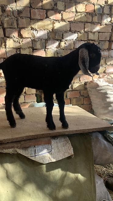 Услуги ветеринара: Продаю | Козлёнок | Нубийская | Для разведения | Племенные — 1