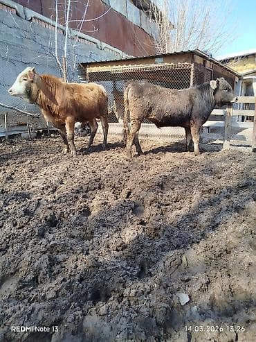 Товары и оборудование для с/х животных: Продаю | Бык (самец) — 1