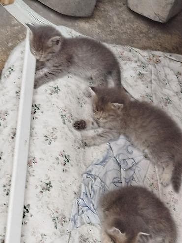 Кошка даром: Беспородная, 1 месяц, Мальчик