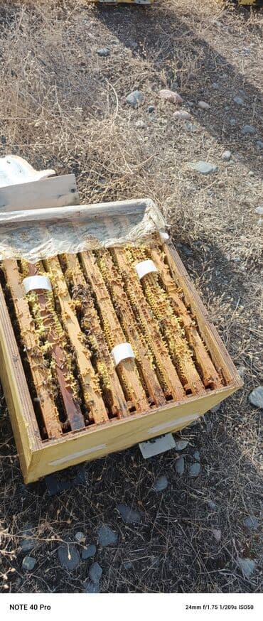 продаю медогонку: Пчелосемья в улье-корпусной - Деревянный улей с рамками — 1