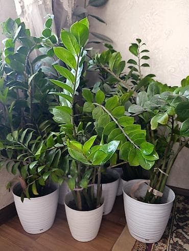 реалии: Замиокулькас (долларовое дерево) в декоративных кашпо - Крупные — 2