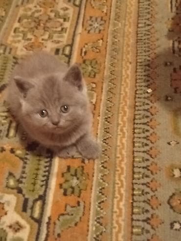 Кошки: Продаются Шатландские катята г ош — 1