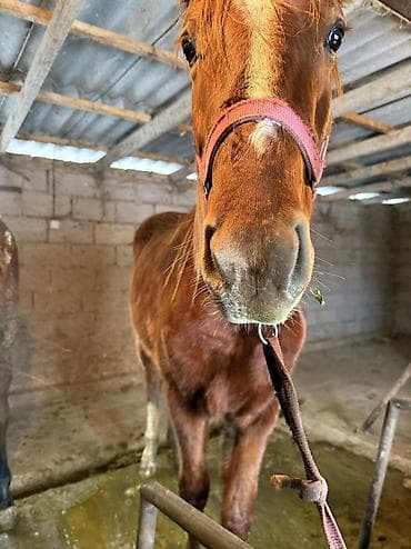 клетки для птицы: Продаю | Жеребенок — 4