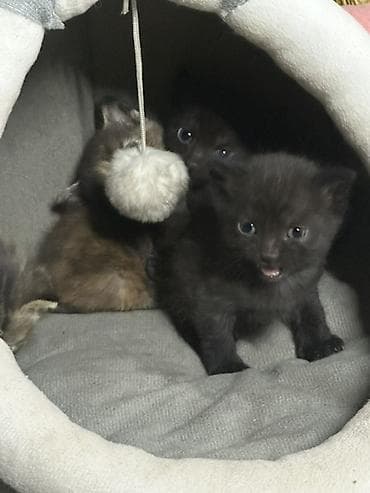 купить кошку бишкек: Котята полу породистые ( мать кошка британская ), домашний помёт — 1