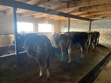 кайла долан: Сатам | Бука (эркек) | Бордоп семиртүү үчүн | Байланган — 5