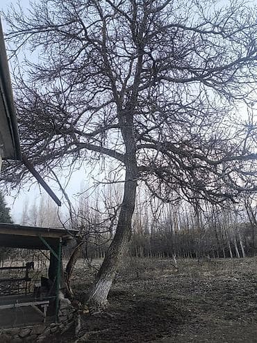 клевер белый семена купить: Саженцы деревьев: Ореховые деревья — 1