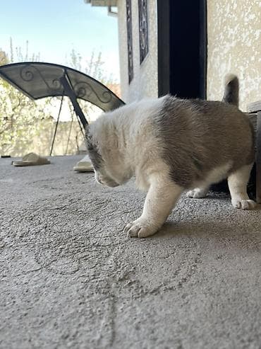 щенки шпица купить: Алабай, 1 месяц, Самка — 3