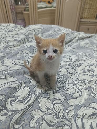 котята милые: Котята – домашние, от кошки с пушистой шерстью. На фото два малыша: - — 3