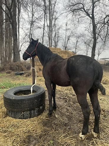 голубая рыбка: Продаю | Конь (самец), Жеребец | Рабочий | Мерин — 3
