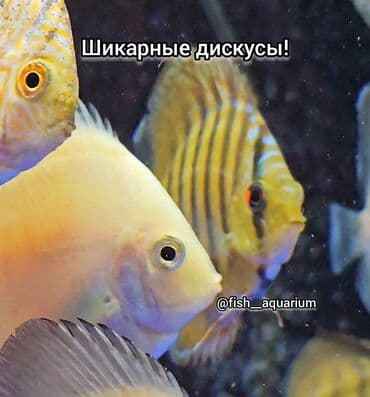 форель токмок: Дискус! Дискусы! Бишкек — 9