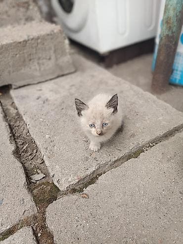 Котята, помёт разноокрасочный. котятам один месяц. Готовы сделать вашу