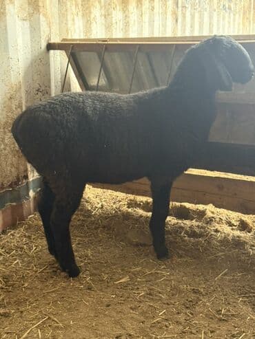 Продаю | Овца (самка) | Для разведения