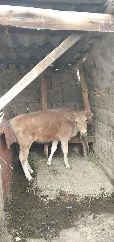 Башка жаныбарлар: Сатам | Бука (эркек), Кунаажын | Бордоп семиртүү үчүн | Байланган — 6