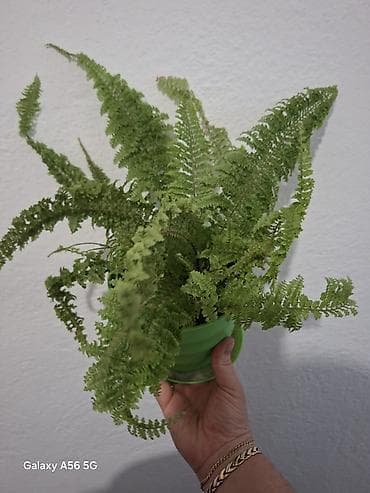 Продаю папоротник пушистик. в хорошем горшке