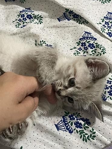 4 месяца, Девочка, Приучена к лотку — 2