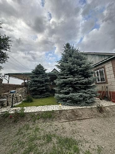 used bed: 🌲 Продаются голубые ели 4–5 метров 🌲 Продаем взрослые голубые ели — 2