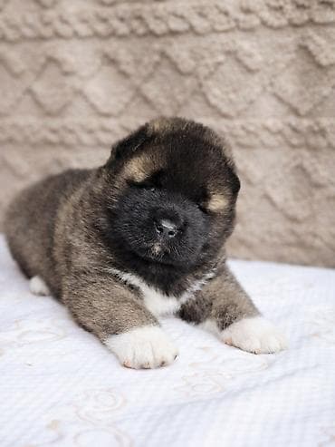 акита американская цена: ЩЕНКИ АМЕРИКАНСКОЙ АКИТЫ Два очаровательных мальчика открыты к — 3