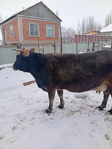 Другие животные: Продаю | Корова (самка) | Для молока — 3
