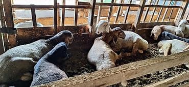 меняю на кур: Продаю | Баран (самец) | Для разведения — 2