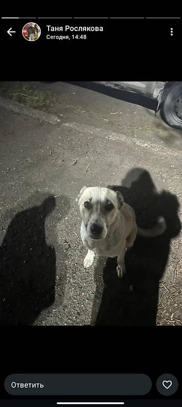 щенки мопс: Собака даром: Алабай, 2 месяца, Самка — 2