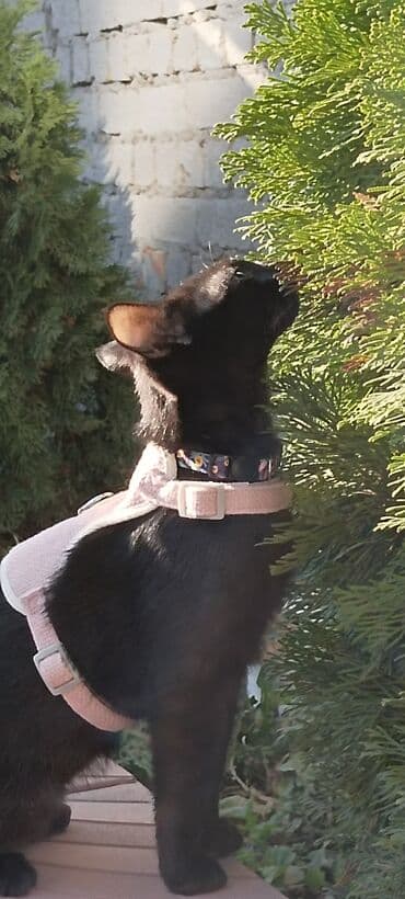 шотландская длинношерстная кошка цена: Кошка даром: Бомбейская, 4 месяца, Мальчик, Проглистована — 4