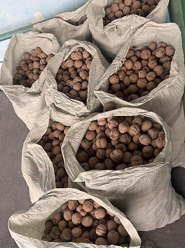 Ягоды: Грецкий орех 
Продаю оптом есть 6 мешков — 1