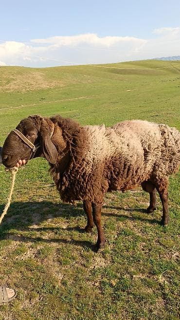 Продаю | Баран (самец) | Эдильбаевская | Для разведения