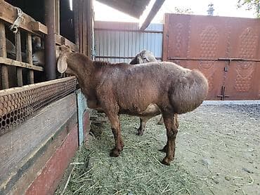 Ветеринар кызматы: Сатам | Кочкор (эркек) | Көбөйтүү үчүн — 3