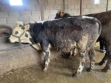 бычки телята: Продаю | Бык (самец) | На откорм — 6