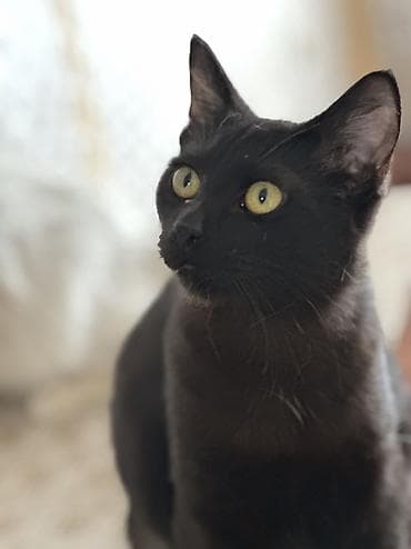 german shepherd: Кошки возрастт год. Стерилизованы и привиты приучены у лотку — 8