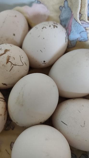 соевый соус цена: Домашние гусиные яйца - Крупные белые яйца овальной формы - — 2