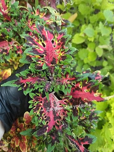 фикус бенджамена: Коллекция декоративных колиусов (Coleus) — яркие сортовые растения для — 2